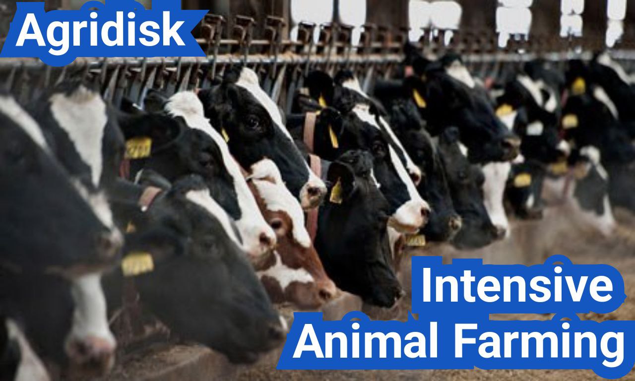 Intensive Animal Farming: Everything You Need to Know